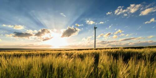 Cornfield with windmill Cornfield with windmill