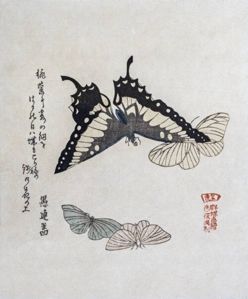 Labit – Surimono aux papillons – Kubo Shunman inv.59 302 Kubo Shunman, Public domain, via Wikimedia Commons