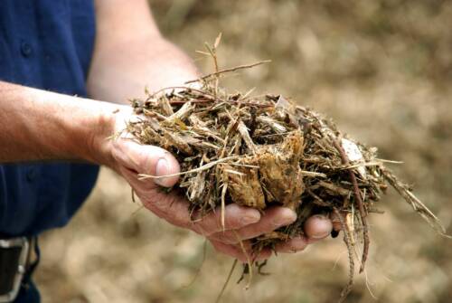 Biomasse als Energieträger regenerative Energie Biomasse als Energieträger regenerative Energie