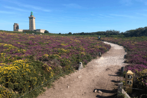 Paysages de la sobriété – Cap Fréhel – Alain Freytet Sentier dans la lavande - Cap Cap Fréhel